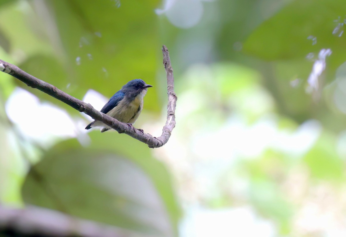 Sumatran Flowerpecker - ML624381404