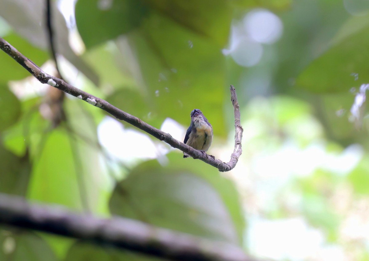 Sumatran Flowerpecker - ML624381406