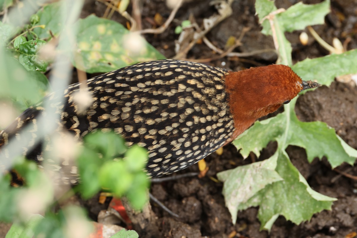 Buff-spotted Flufftail - ML624381514