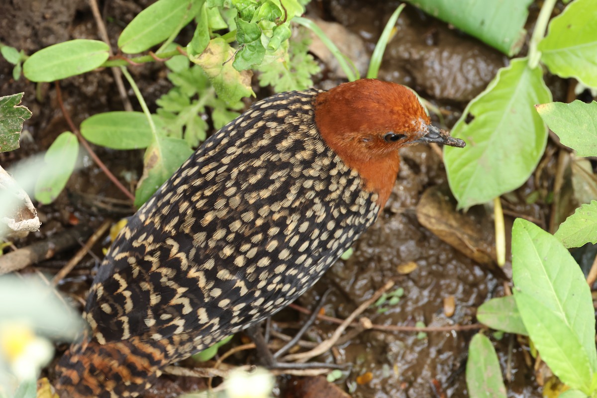 Buff-spotted Flufftail - ML624381515