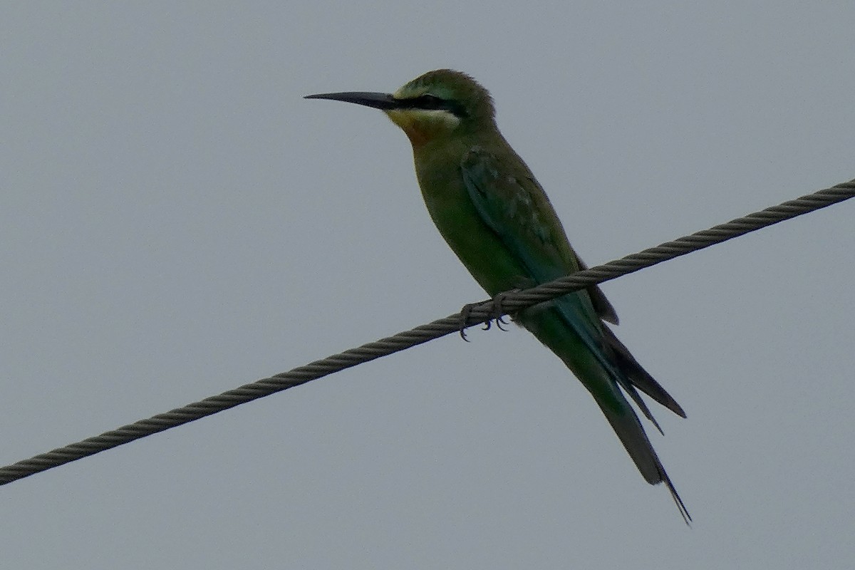 Blue-cheeked Bee-eater - ML624381658