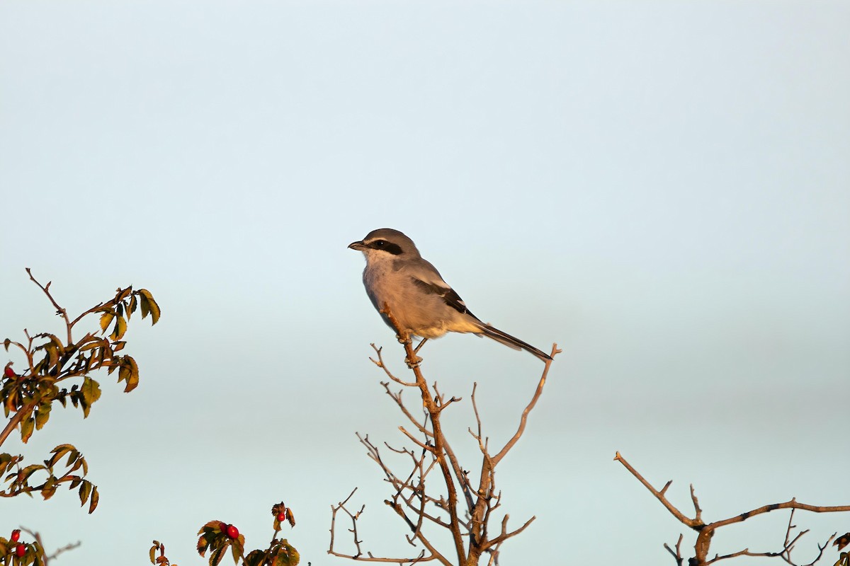 Iberian Gray Shrike - ML624381690