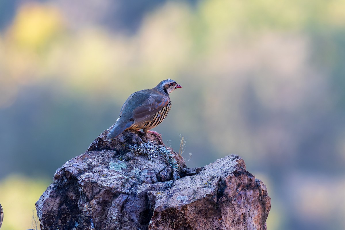 Chukar - ML624381712