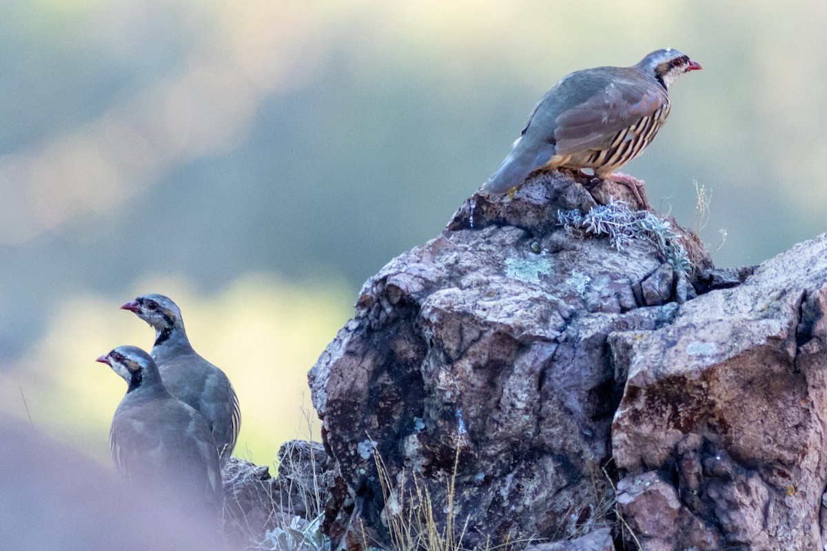 Chukar - ML624381713