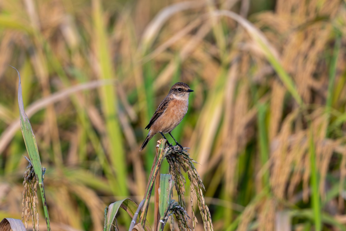 Amur Stonechat - Kiri Zhang