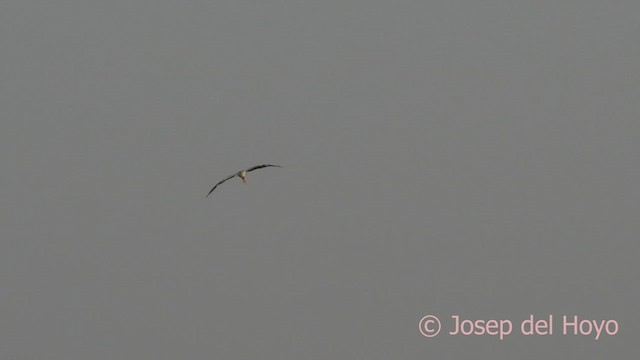 Yellow-billed Stork - ML624381813
