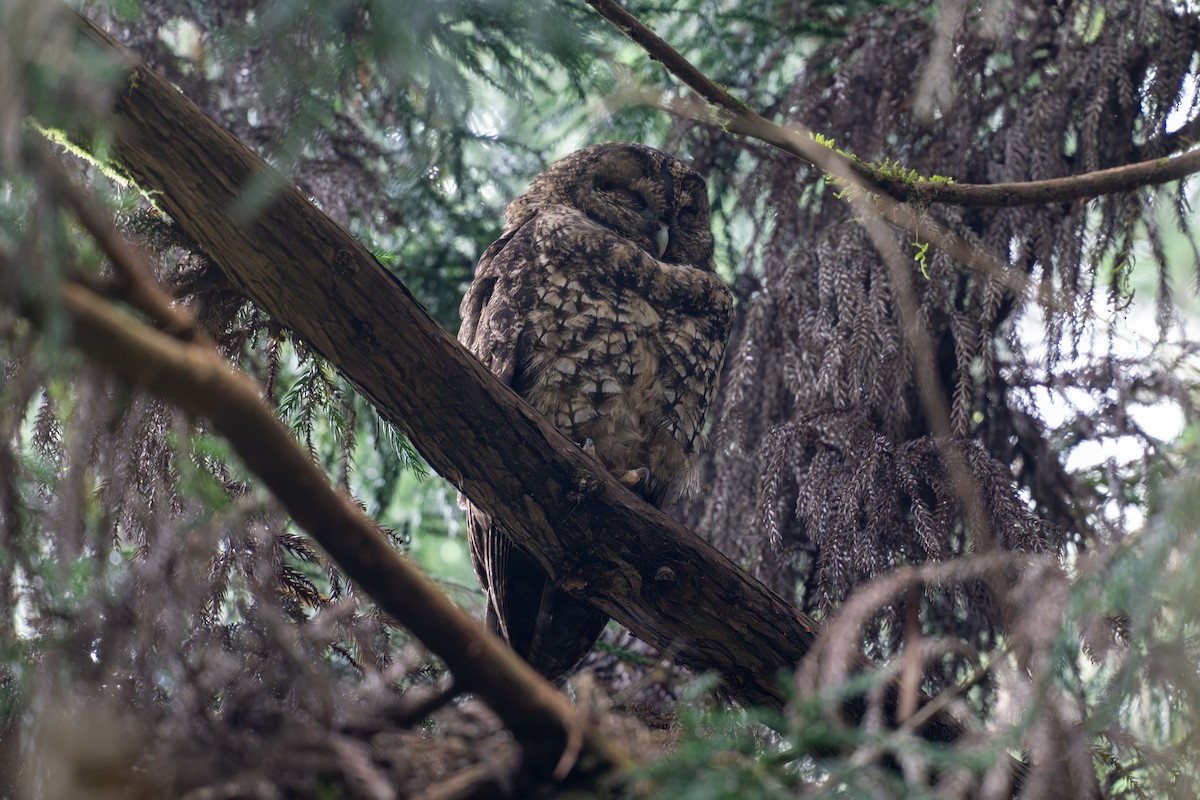 Himalayan Owl - ML624381815