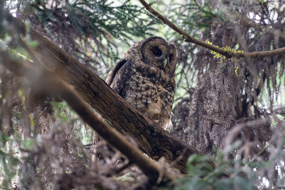 Himalayan Owl - ML624381816