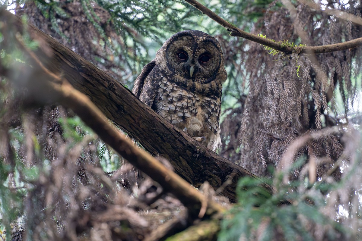 Himalayan Owl - ML624381817