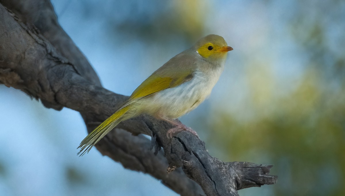 White-plumed Honeyeater - ML624381840