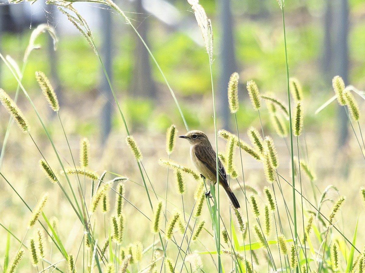 Amur Stonechat - Kan Tojima