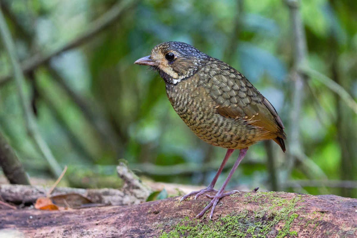 Variegated Antpitta - ML624381878