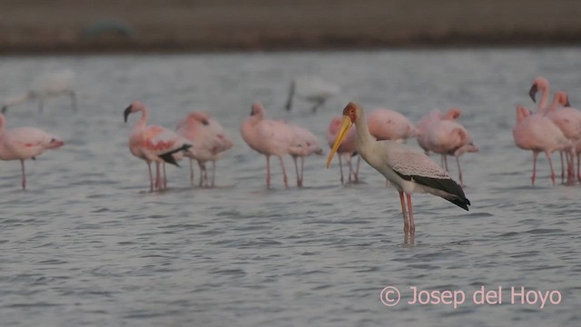 Yellow-billed Stork - ML624381921