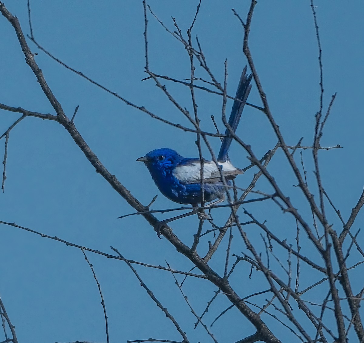 White-winged Fairywren - ML624381977