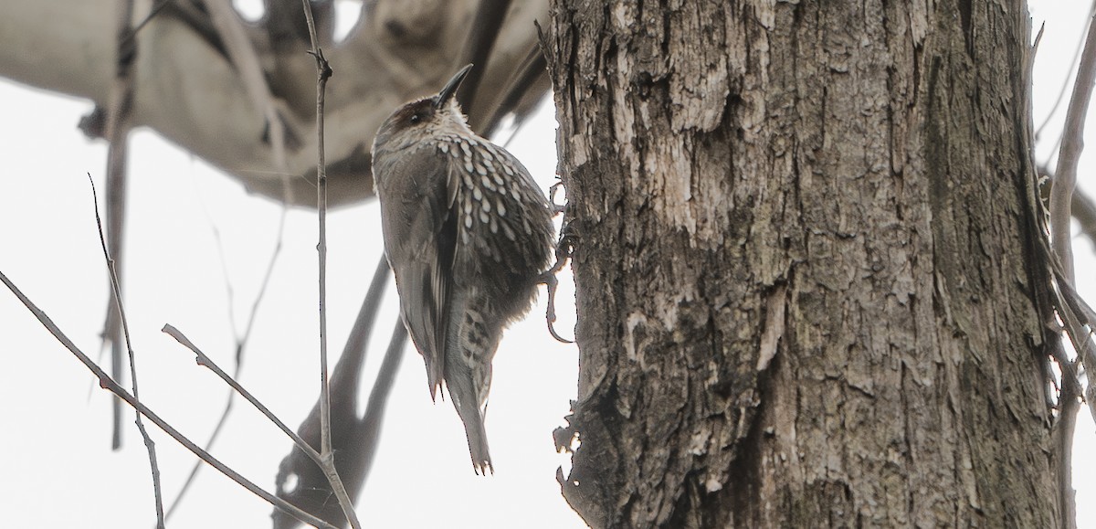 Red-browed Treecreeper - ML624381988