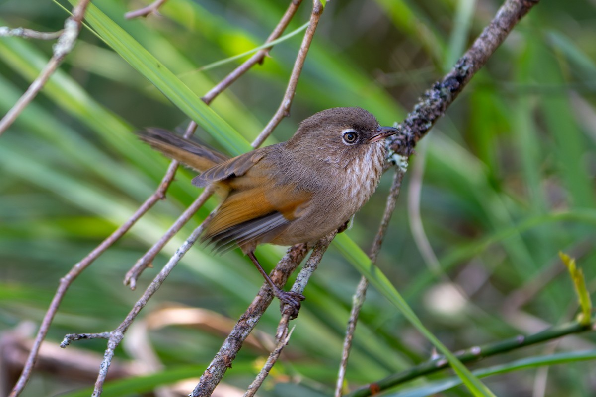 Taiwan Fulvetta - ML624382119