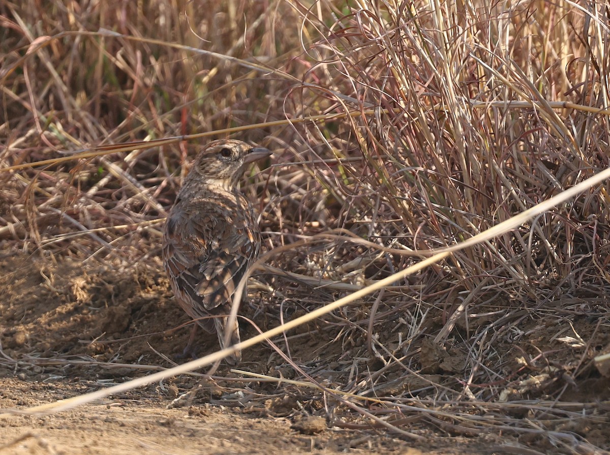 Eastern Clapper Lark - ML624382147