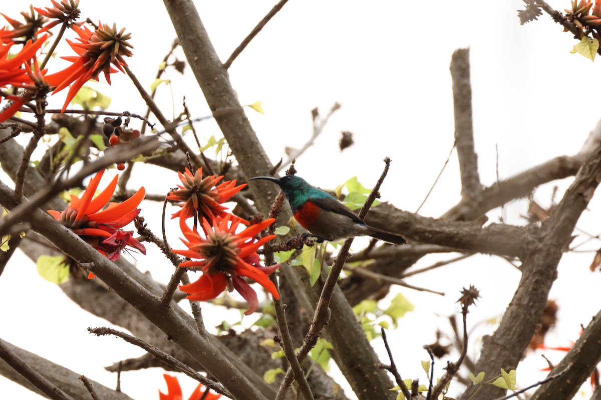 Greater Double-collared Sunbird - ML624382150