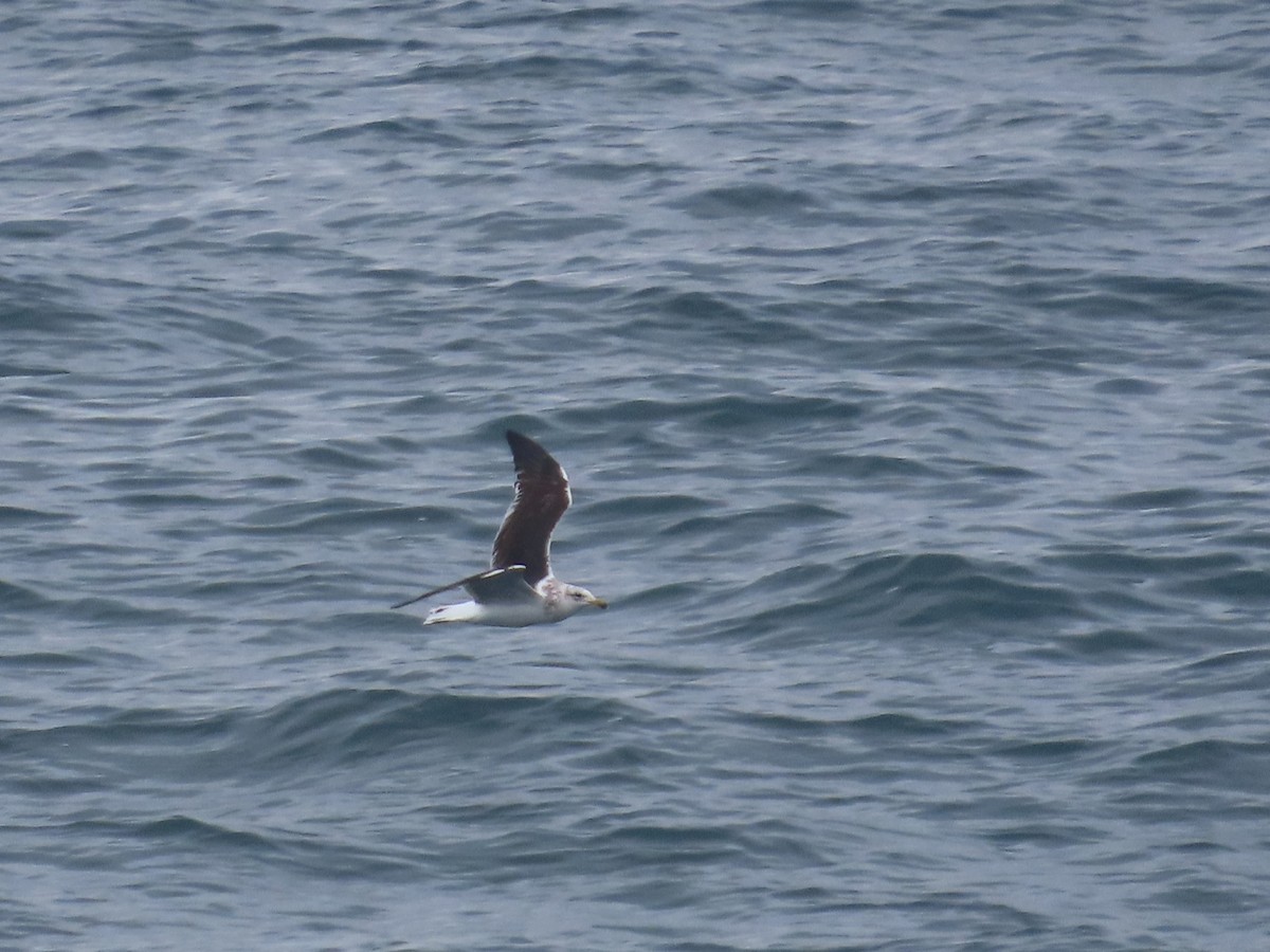 Gaviota Cocinera - ML624382431