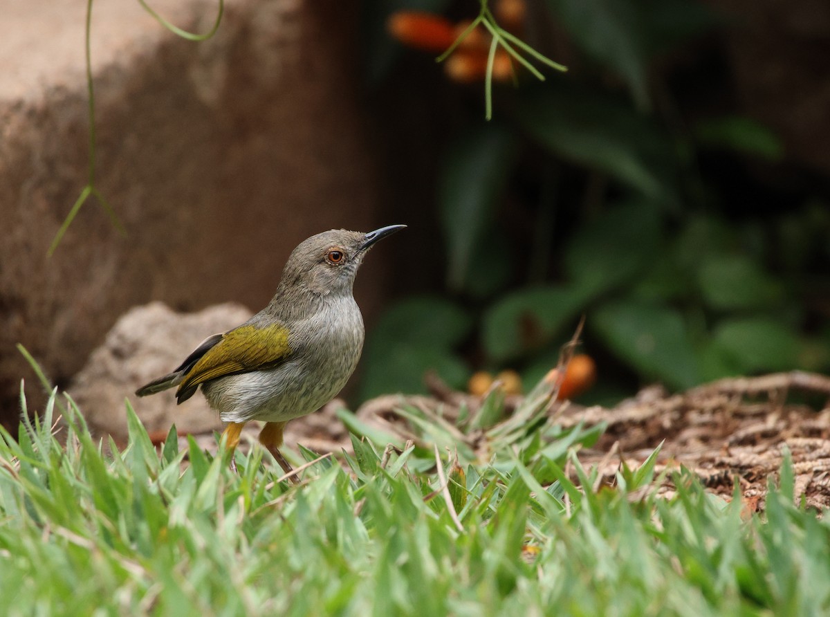 Green-backed Camaroptera - ML624382457