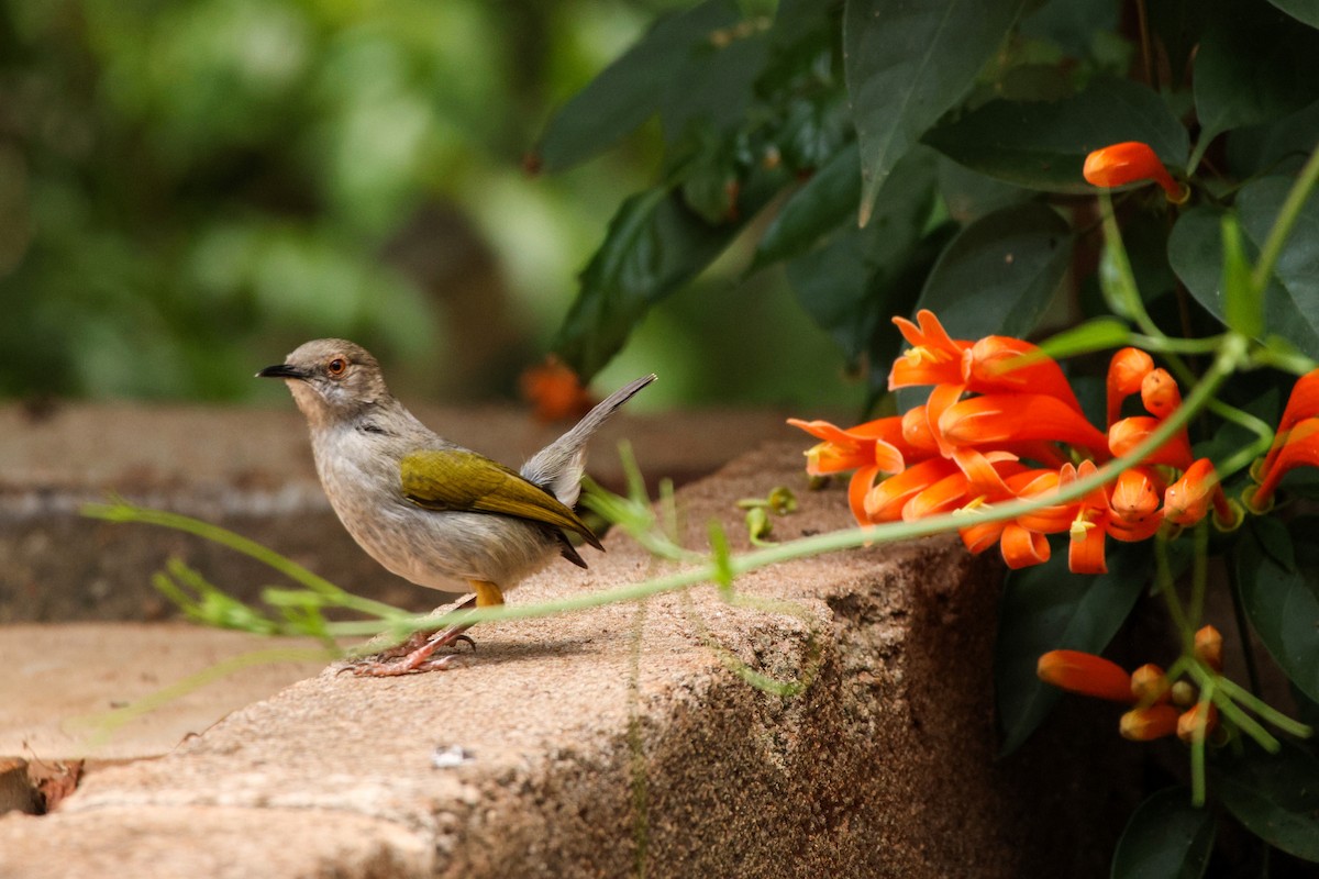 Green-backed Camaroptera - ML624382458