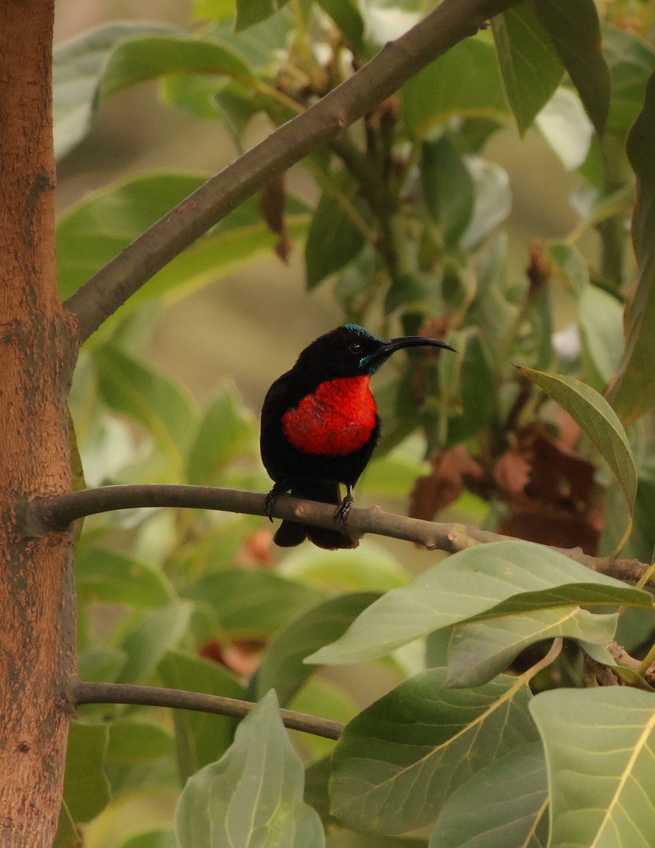 Scarlet-chested Sunbird - ML624382470