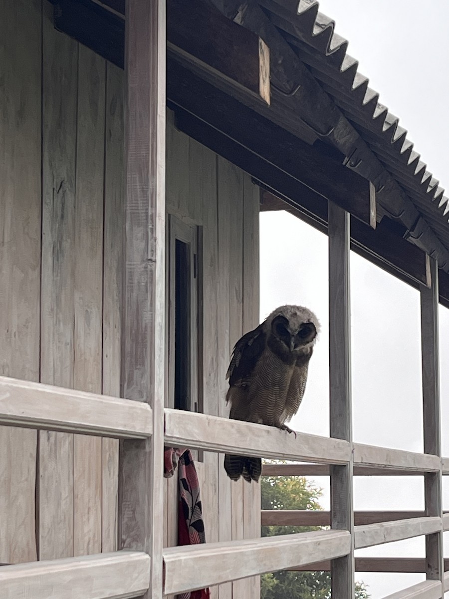 Brown Wood-Owl - ML624382824
