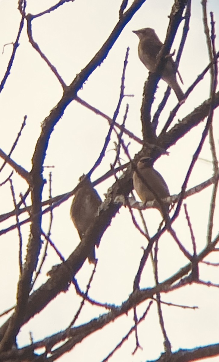Cedar Waxwing - ML624382833