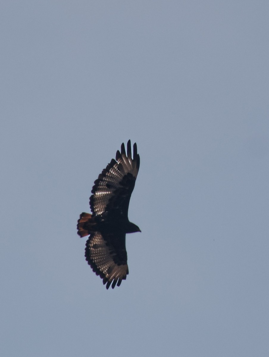 Augur Buzzard - ML624382867