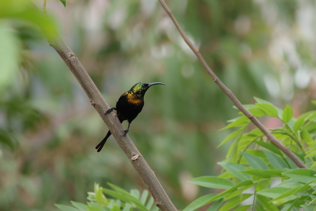 Bronze Sunbird - ML624382877