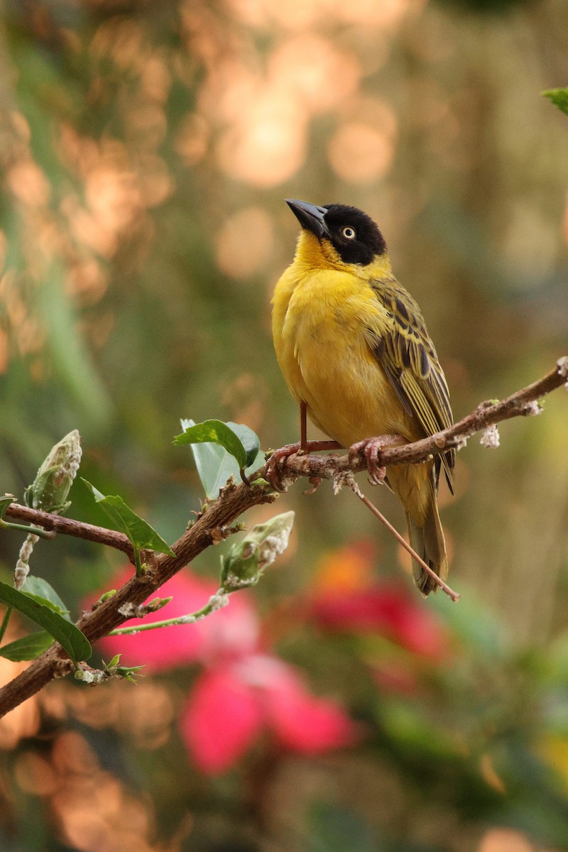 Baglafecht Weaver - ML624382885