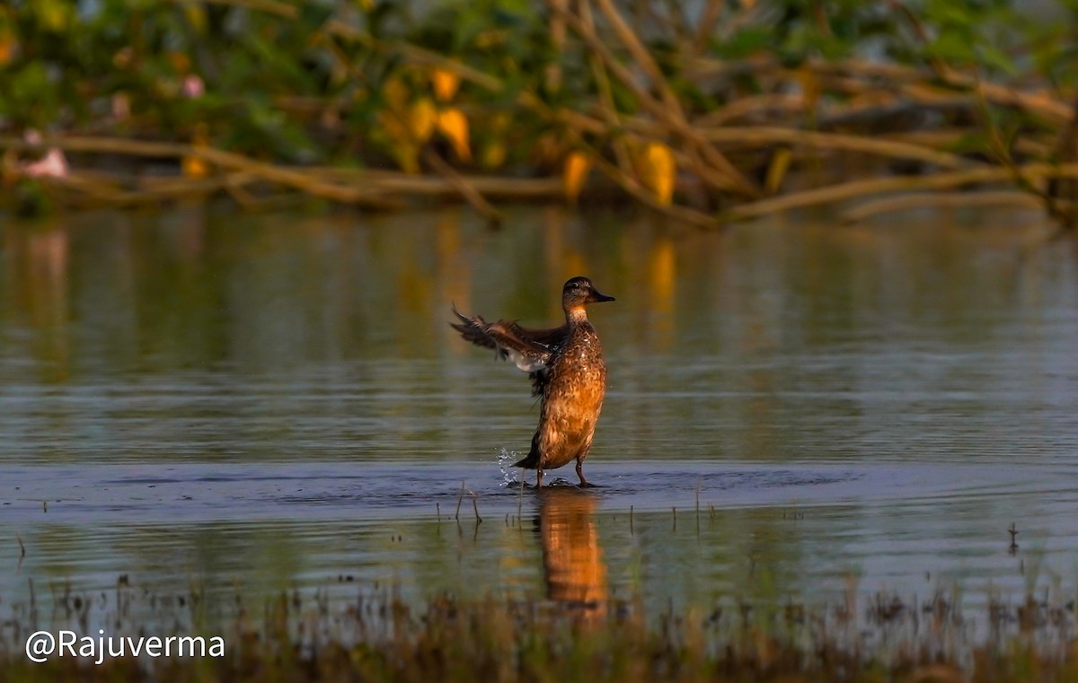 Green-winged Teal - ML624382890