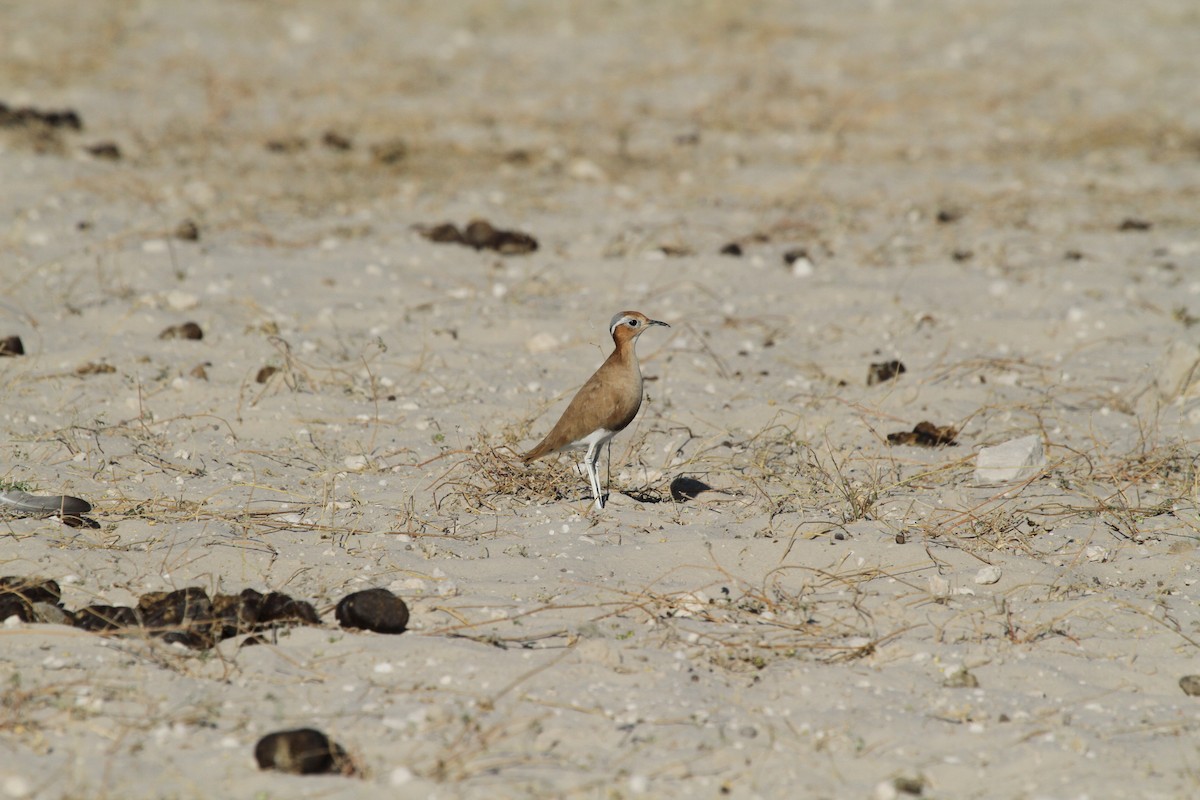 Burchell's Courser - ML624383250