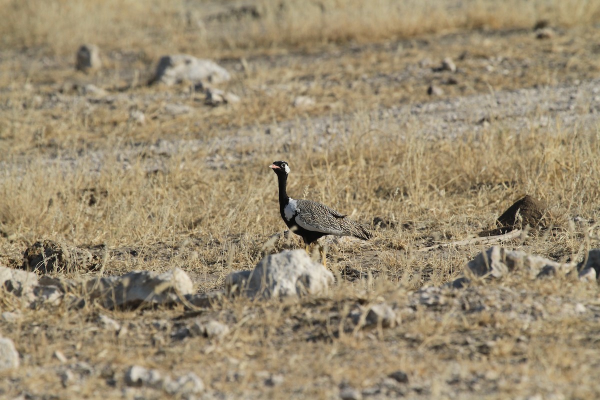 White-quilled Bustard - ML624383267