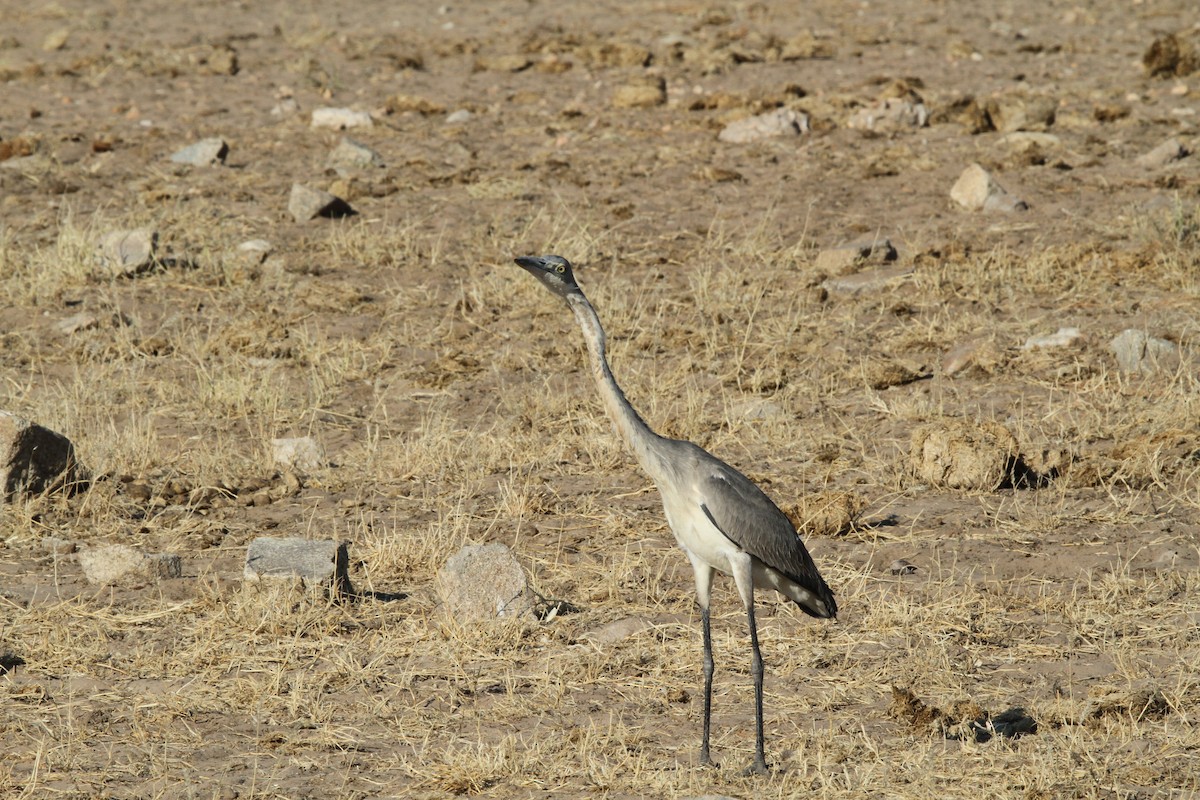 Black-headed Heron - ML624383281