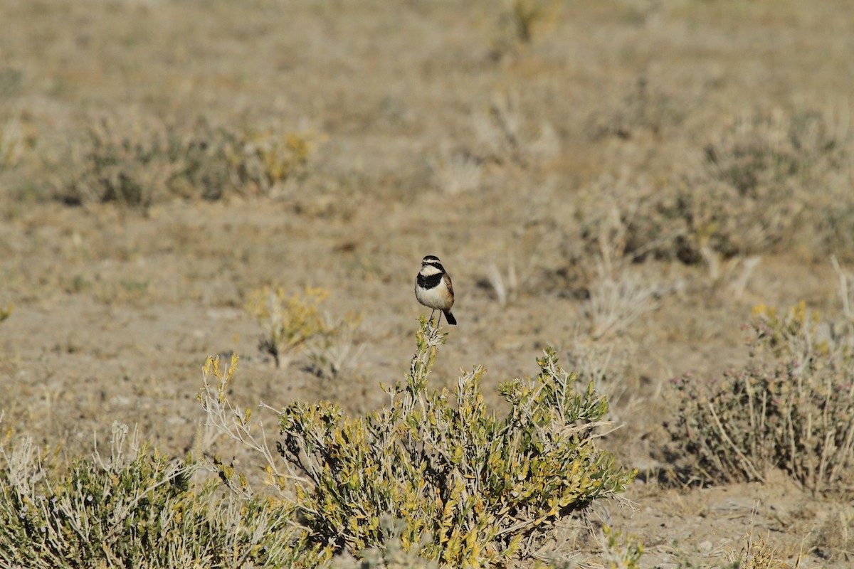 Capped Wheatear - ML624383288