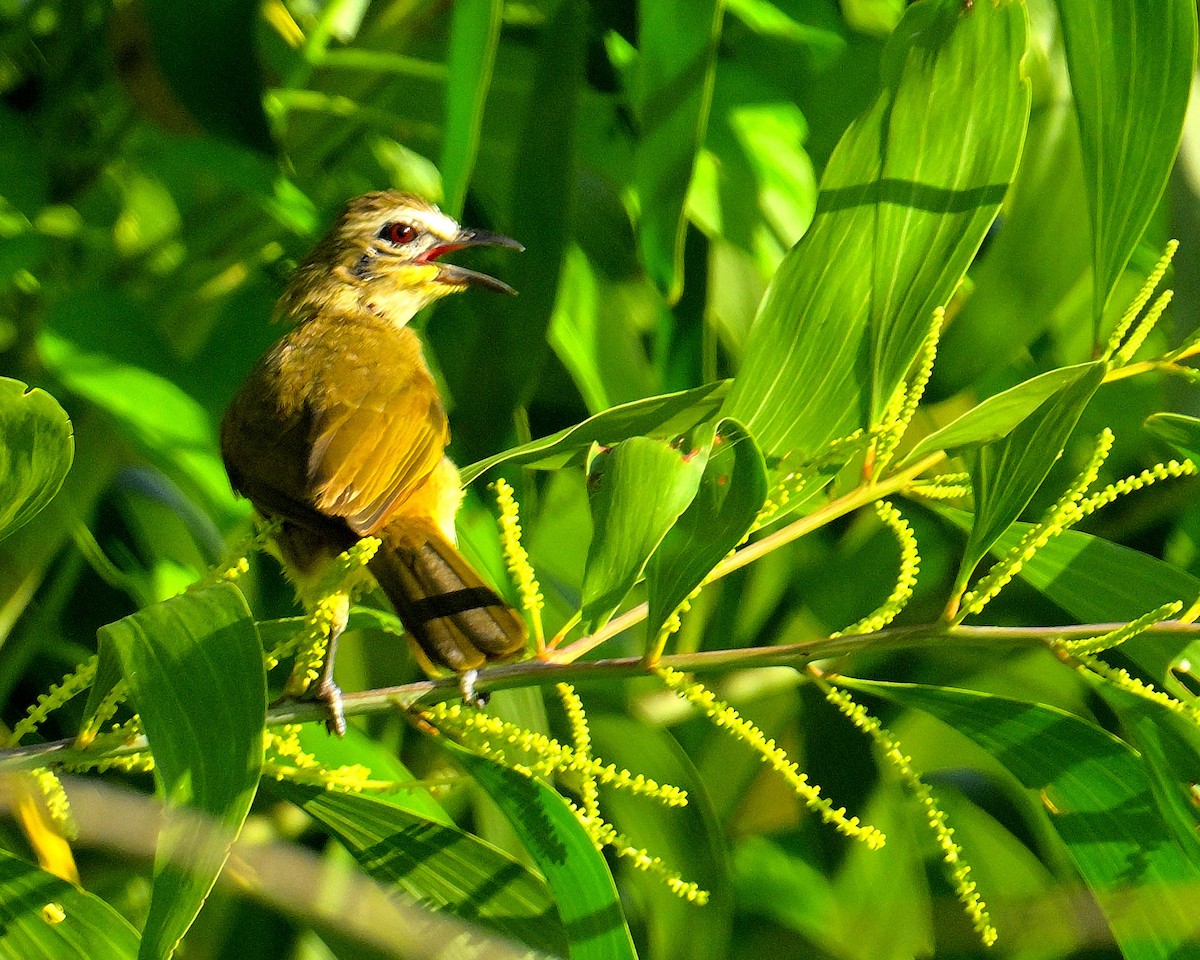 White-browed Bulbul - ML624383344