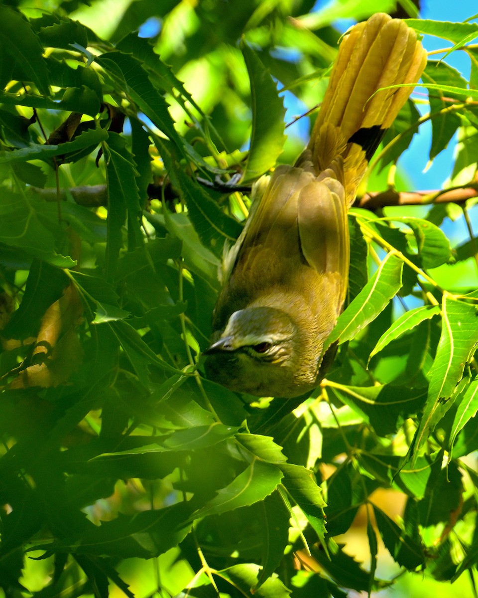 White-browed Bulbul - ML624383345