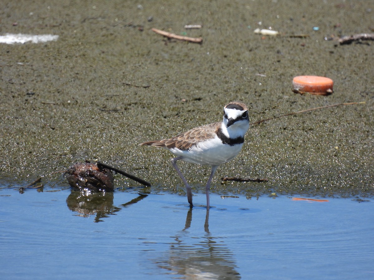 Collared Plover - ML624383347