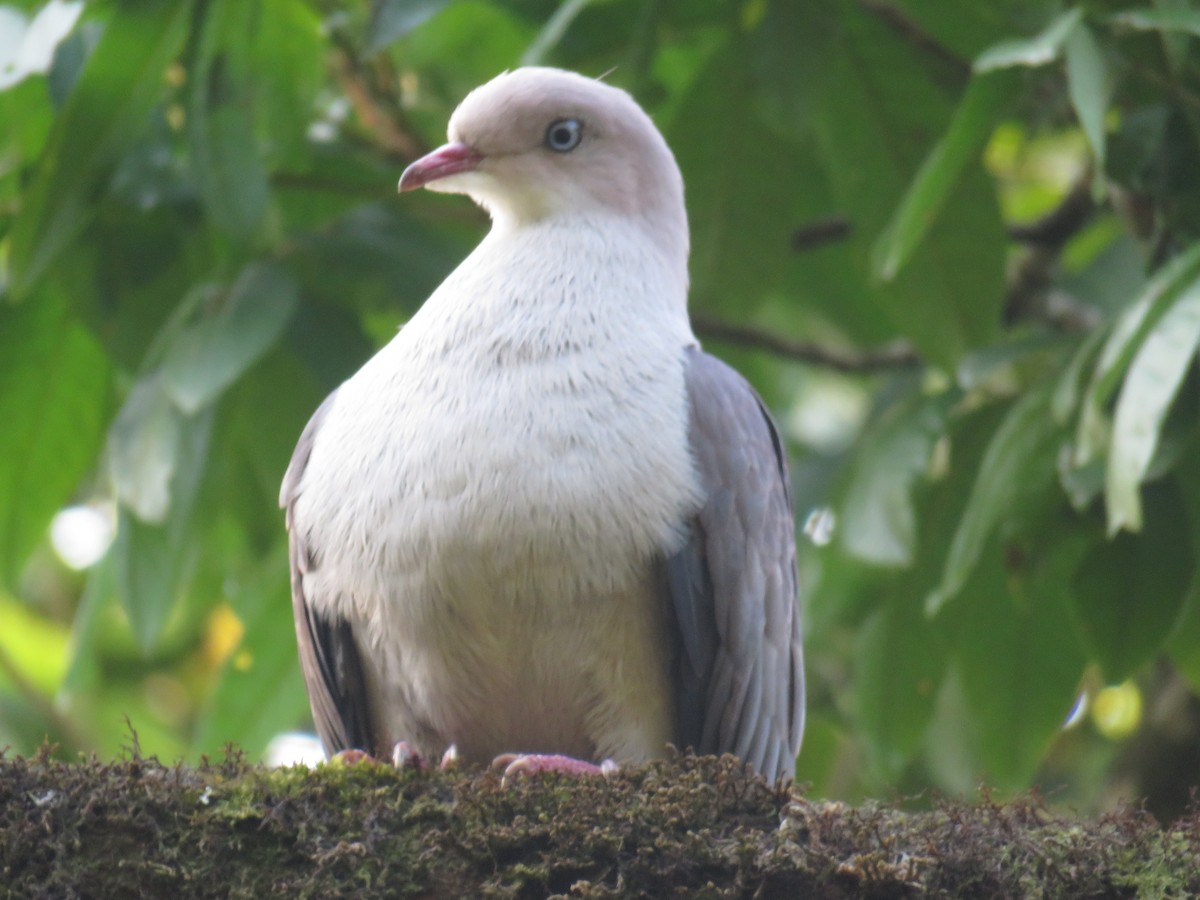 Mountain Imperial-Pigeon - ML624383354