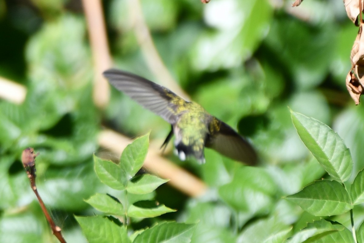 Black-chinned Hummingbird - ML624383379