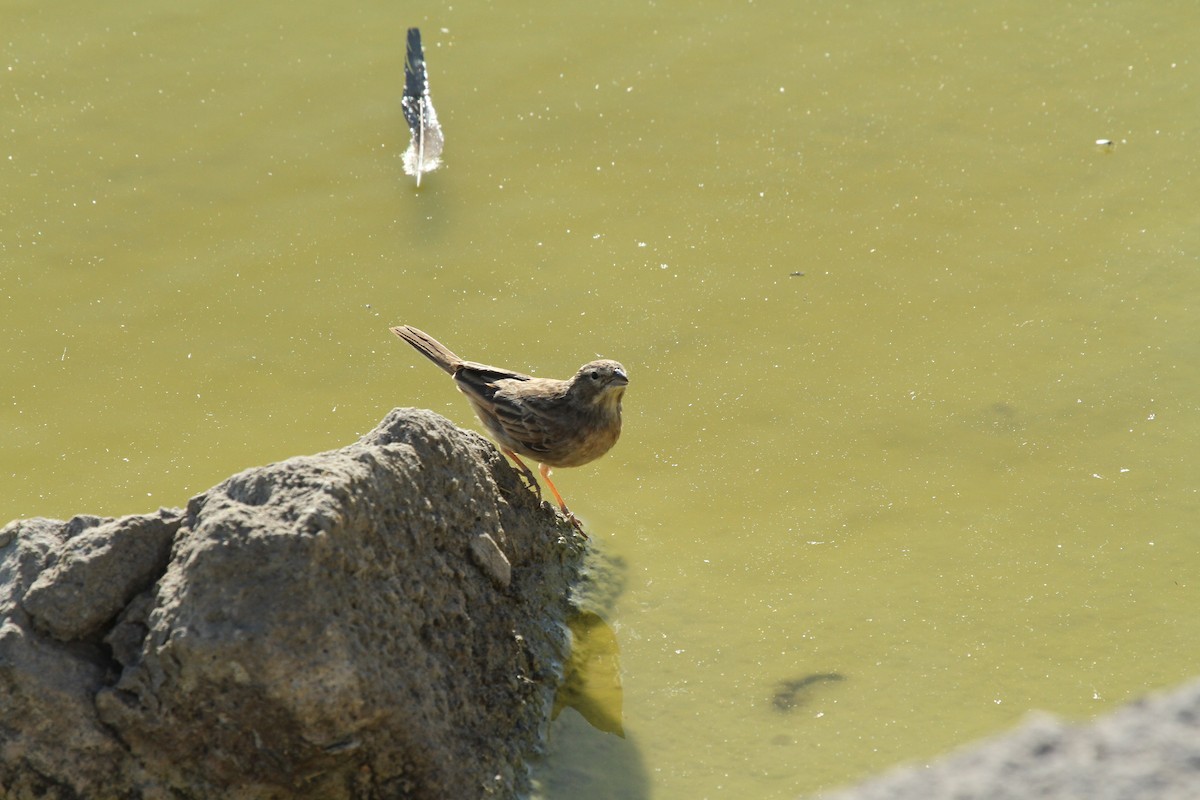 Lark-like Bunting - ML624383413