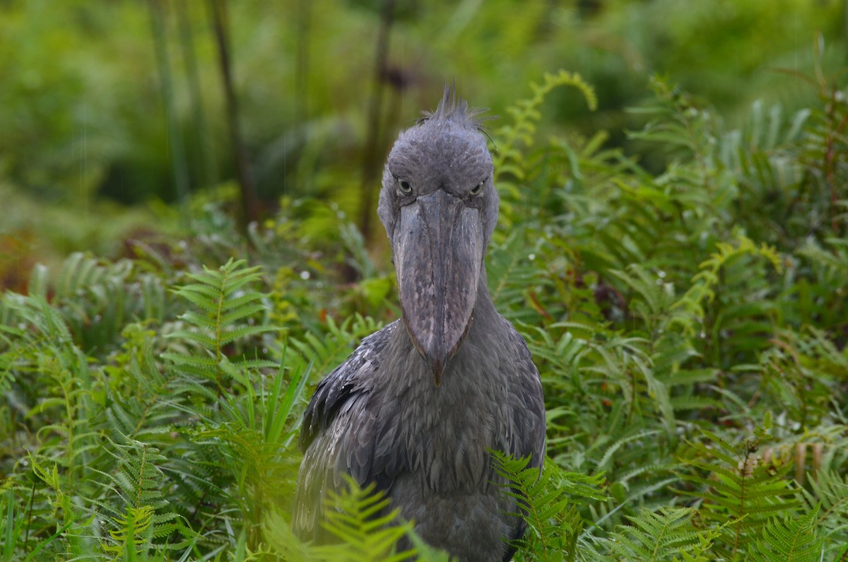 Shoebill - ML624383461