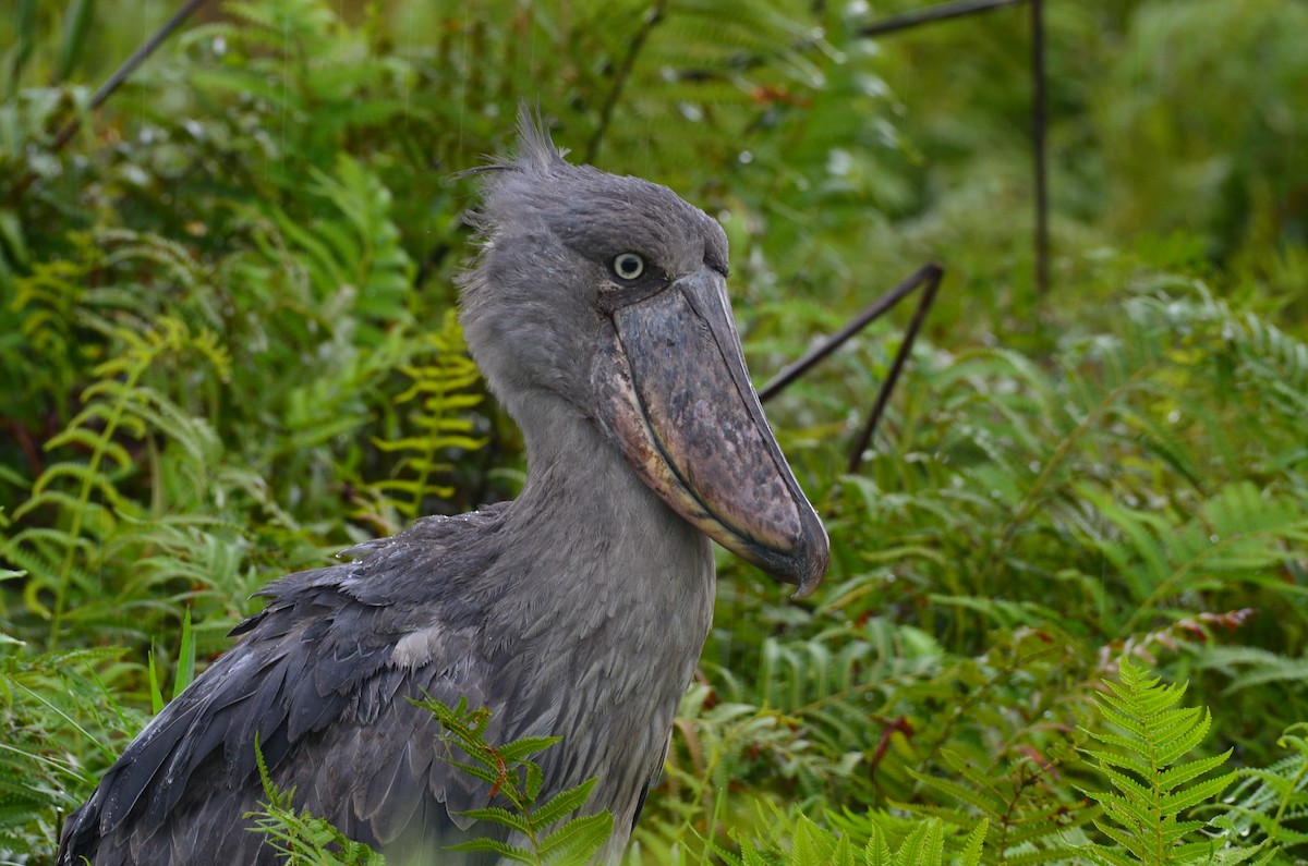 člunozobec africký - ML624383462