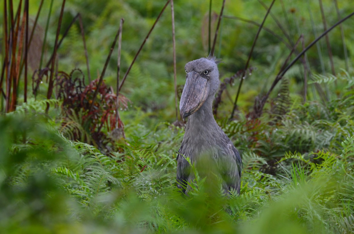 Shoebill - ML624383463