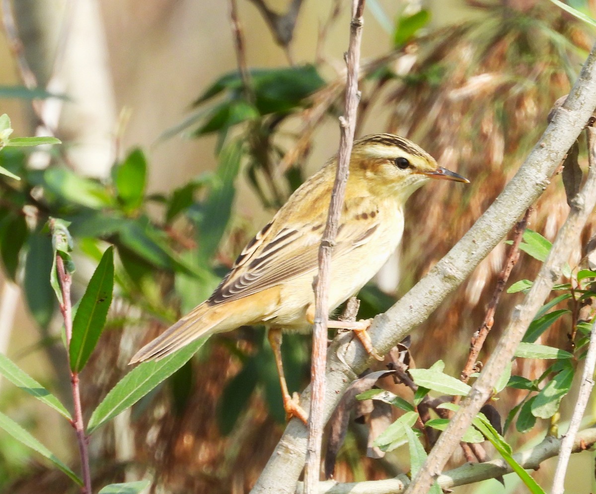 Sedge Warbler - ML624383489