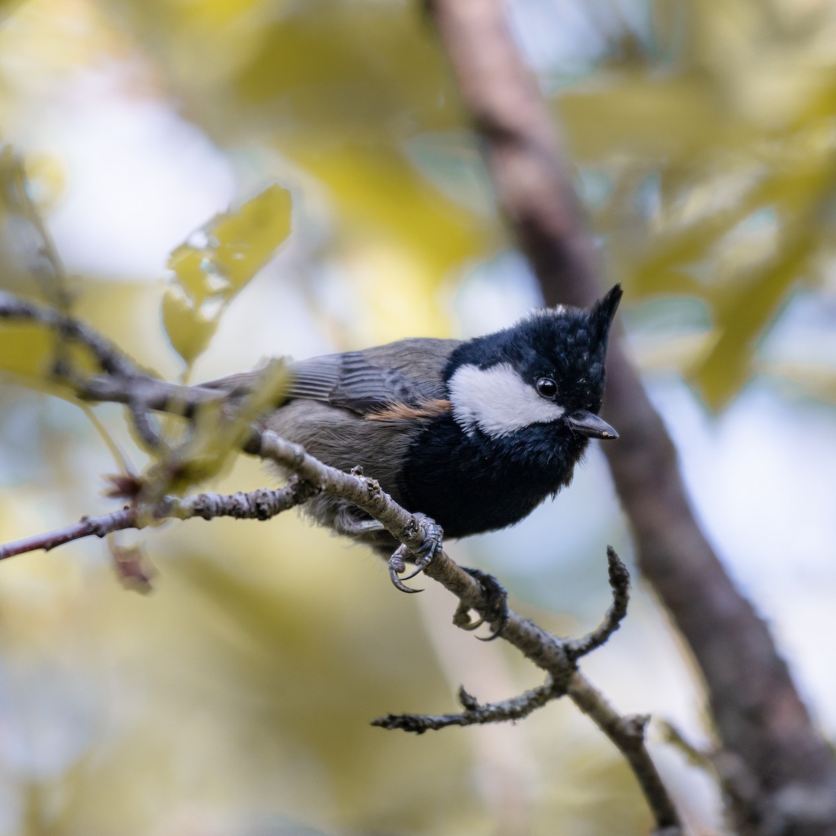 Rufous-naped Tit - ML624383586