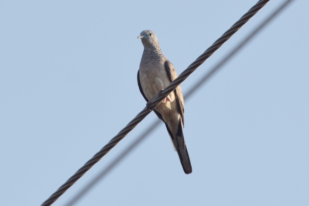 Peaceful Dove - ML624383920