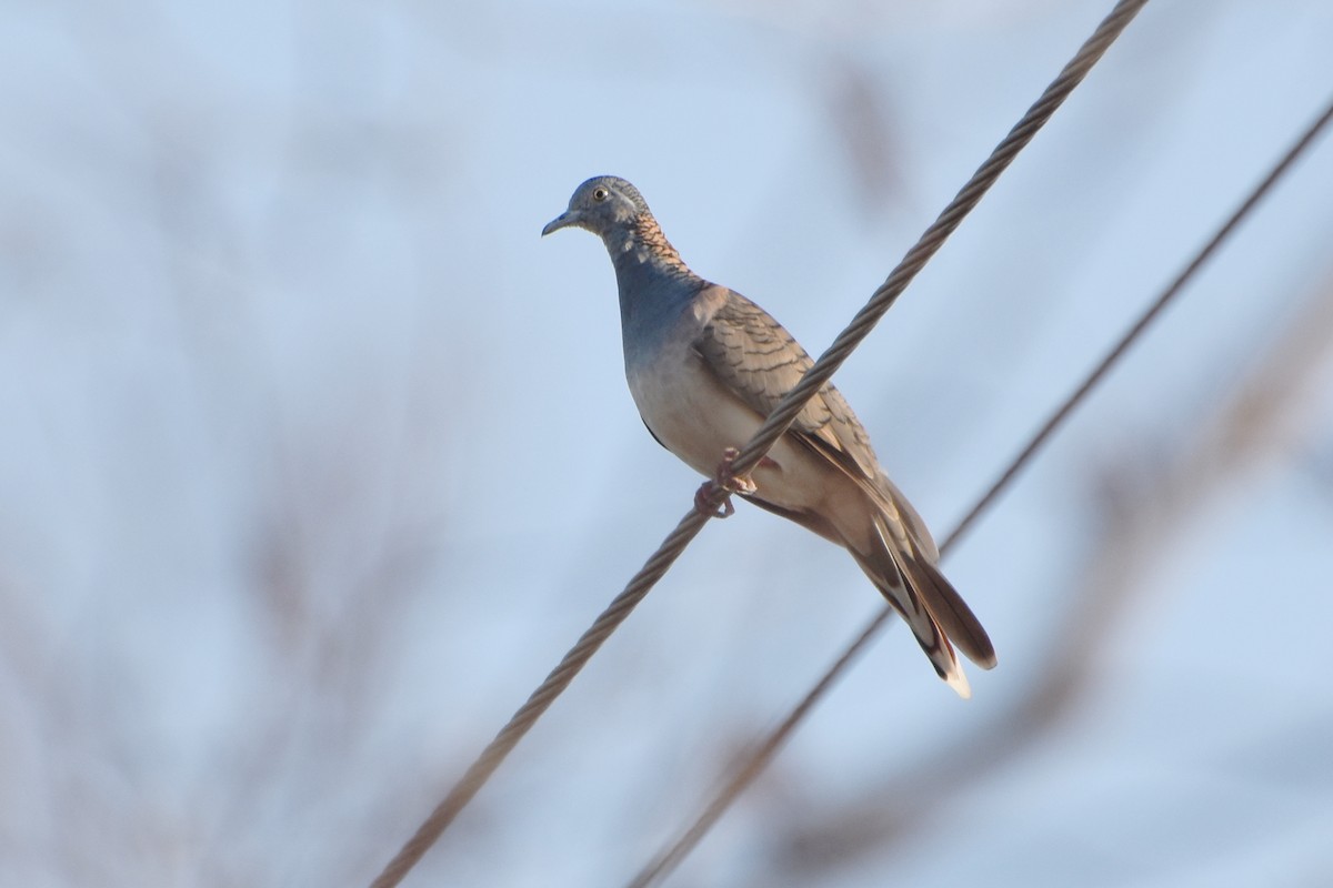 Bar-shouldered Dove - ML624383922