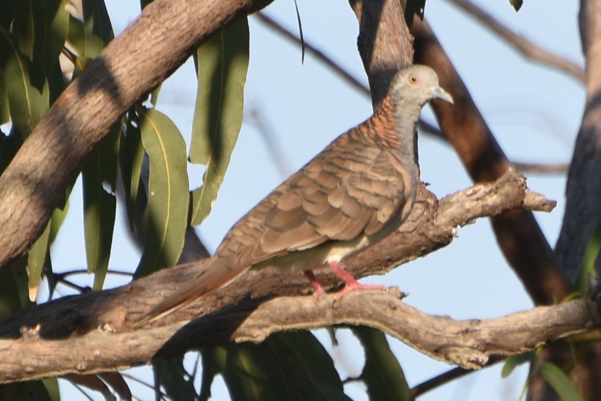 Bar-shouldered Dove - ML624383923